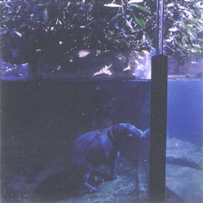 delvin / Miniature Hippopotamus, Berlin Zoo 