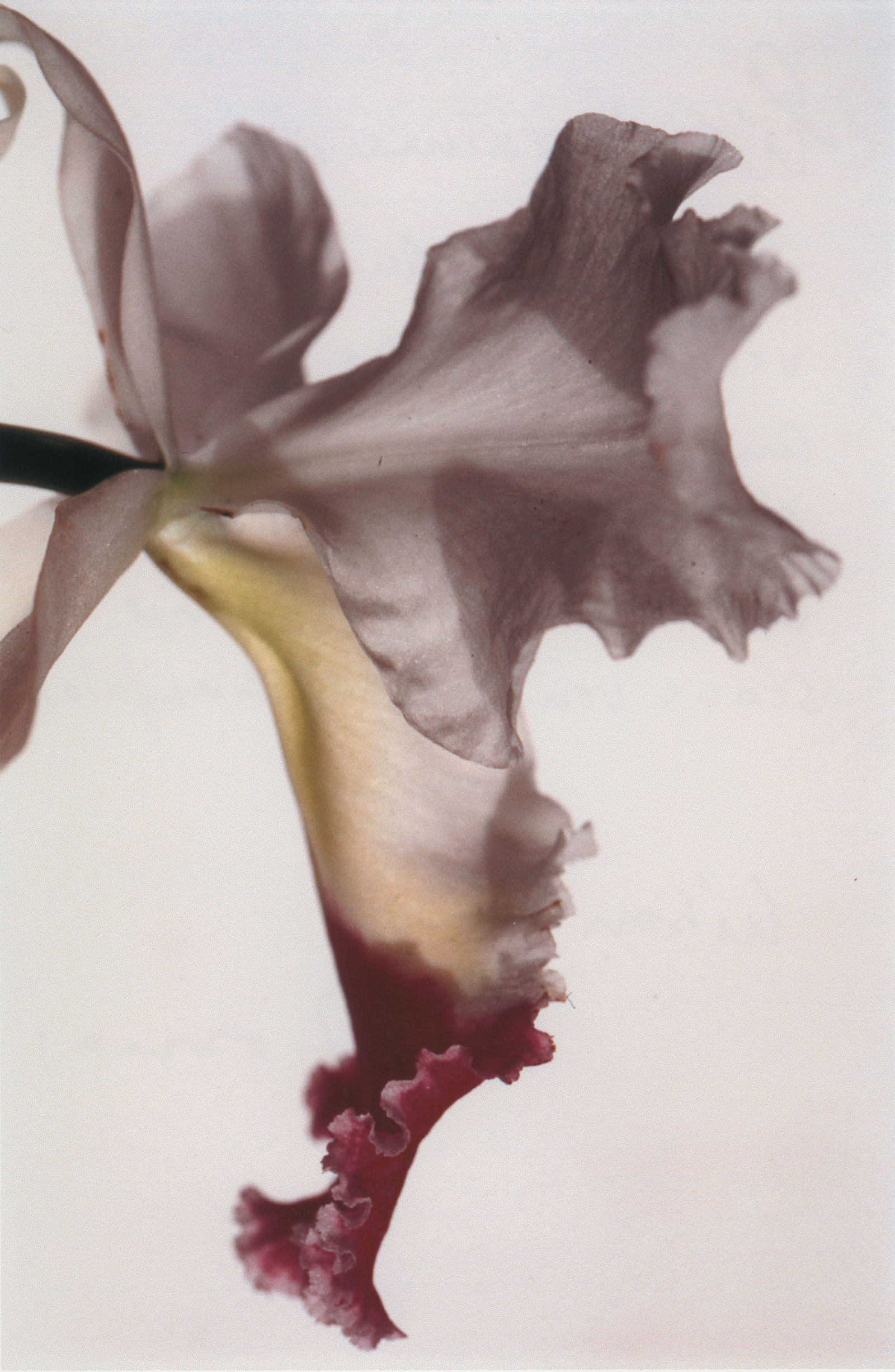 Florschuetz  Thomas :: Untitled (Orchidee)